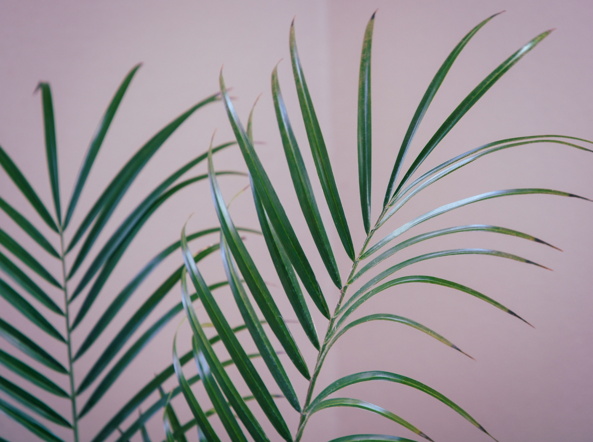 Close-up of a Houseplant Palm Leaves 
